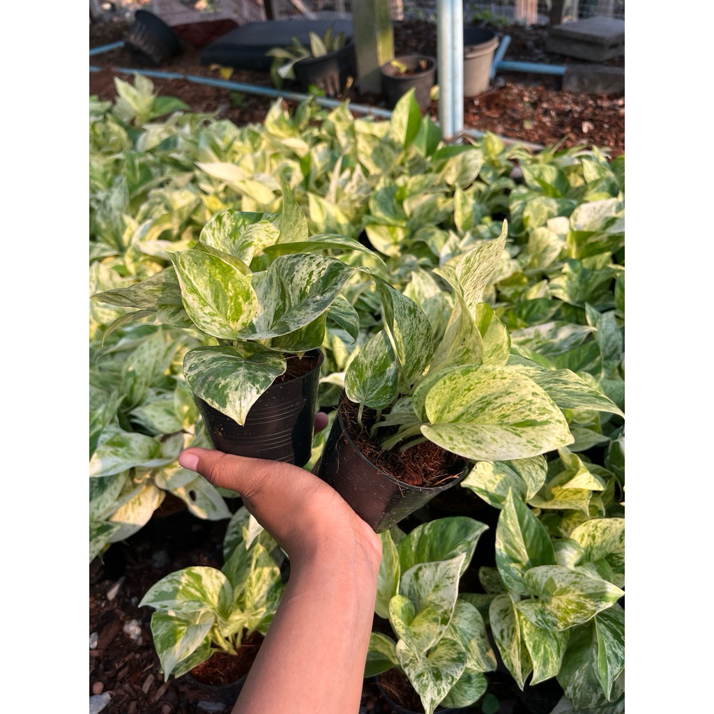 พลูราชินีหินอ่อน (Marble Queen Pothos)