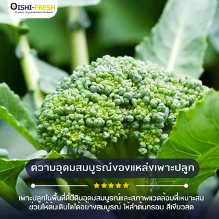 🛒Oishi-Fresh🥬เบบี้บล็อคโคลี่ ปลอดสารพิษ 1 กก. รสชาติกรอบ สด ใหม่ ใยอาหารสูง หวานออร์แกนิค เคลมได้ 1-2 วัน