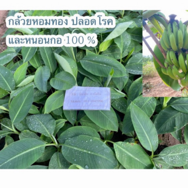 ต้นกล้วยหอมทอง📌 (จำนวน 5 ต้น) พันธุ์ดี จากแล็บเพาะเลี้ยงเนื้อเยื่อ  ปลอดโรคตายพรายและหนอนกอ
