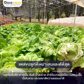 🛒Oishi-Fresh🥬ผักกาดขาว ปลอดสารพิษ 1 กก. รสชาติกรอบ สด ใหม่ ใยอาหารสูง หวานออร์แกนิค เคลมได้ 1-2 วัน