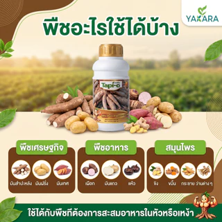 ฮอร์โมนระเบิดหัวมัน ขนาด 500 ml ใช้ได้ 30 ไร่ ใช้กับพืชทุกชนิด ช่วยการสะสมอาหารของพืช