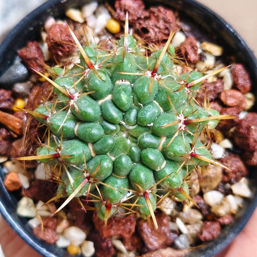 โนโต แพมพีนัส แคคตัส Notocactus Pampeanus cactus 38บาทกระถาง3นิ้ว