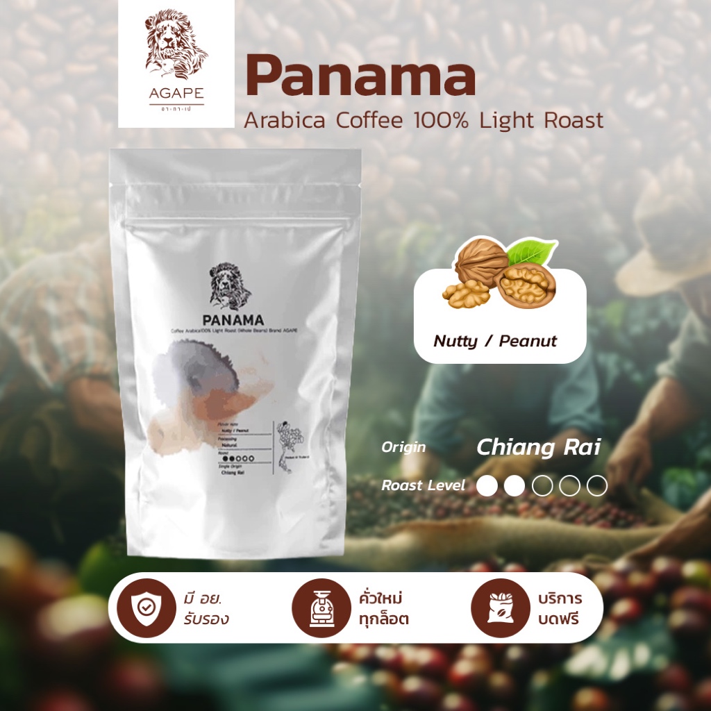 เมล็ดกาแฟคั่วอ่อน (Panama) 250g บดฟรี มี อย. เมล็ดอาราบิก้าไทยเชียงราย 100% คั่วใหม่