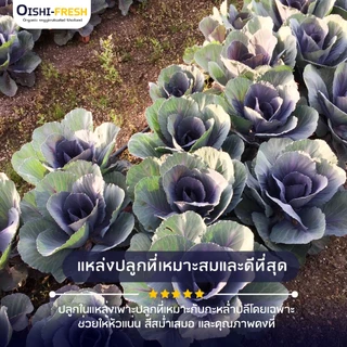 🛒Oishi-Fresh🥬กล่ำปลีสีม่วง ปลอดสารพิษ 1 กก. รสชาติกรอบ สด ใหม่ ใยอาหารสูง หวานออร์แกนิค ผัก เคลมได้ 1-2 วัน