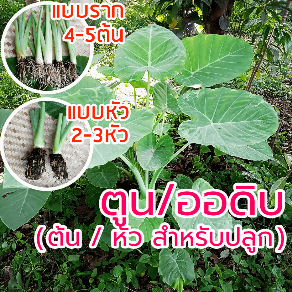 [ต้นพันธุ์] ออดิบ ตูน ทูน อ้อดิบ มี 2 ตัวเลือก แบบต้นราก และ แบบหัว # ต้นออดิบ ต้นทูน ต้นตูน ผักสวนครัว