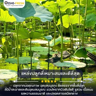 🛒Oishi-Fresh🥬รากบัว ปลอดสารพิษ 1 กก. รสชาติกรอบ สด ใหม่ ใยอาหารสูง หวานออร์แกนิค เคลมได้ 1-2 วัน