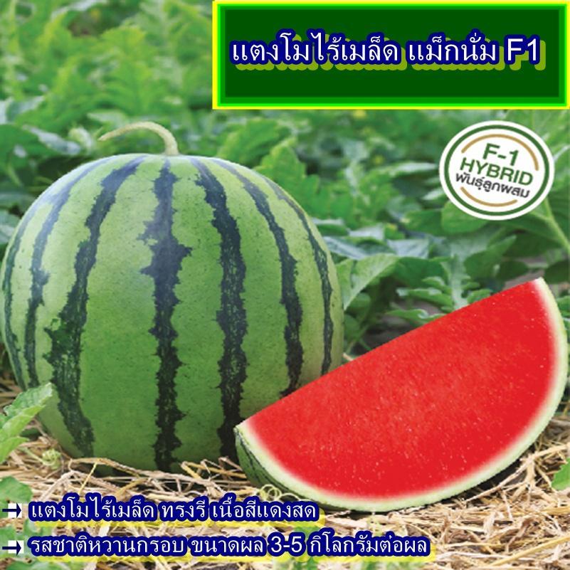 12 เมล็ด เมล็ดแตงโมไร้เมล็ด แม็กนั่ม (ปลูกง่าย แตงโมไร้เมล็ด ผลทรงรี เนื้อสีแดงสด รสชาติหวานกรอบอร่อยมาก ขนาดผล 3-5 กก.)