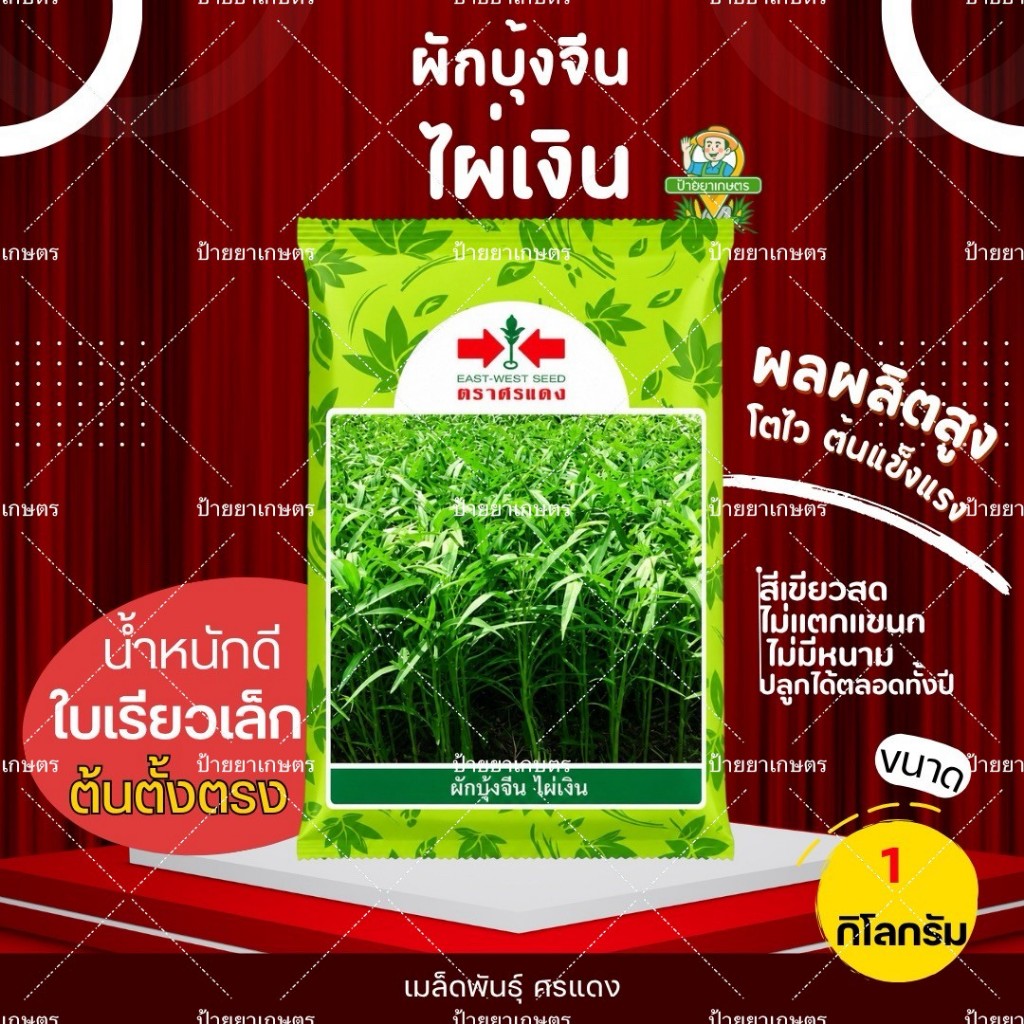 เมล็ดผักบุ้ง ไผ่เงิน ศรแดง 1 kg ผักบุ้งพันธุ์ไผ่เงิน