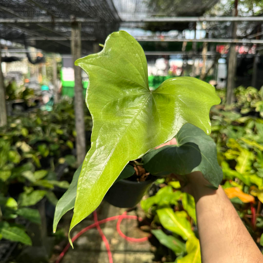Anthurium Pterodactyl หน้าวัวใบ