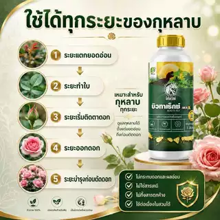 บิวทาเร็กซ์ MAX สูตรน้ำ ตราไดโนเร็กซ์ สำหรับกุหลาบและไม้ดอก ชีวภัณฑ์ป้องกันและกำจัดแมลง เพลี้ยไฟ เพลี้ยอ่อน ไรแดง แมลงหว