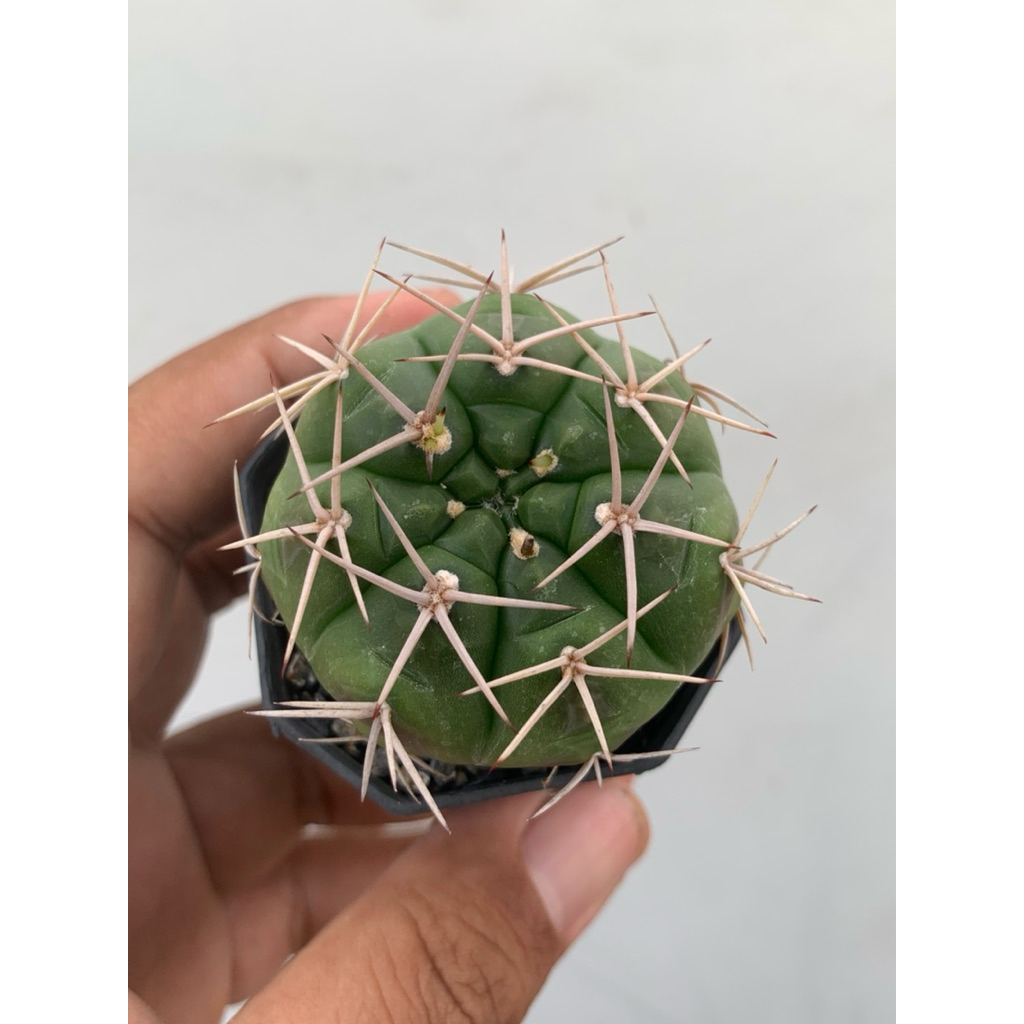 ยิมโนไฮบริด ไม่ทราบสายพันธุ์ (Gymnocalycium Hybrid)