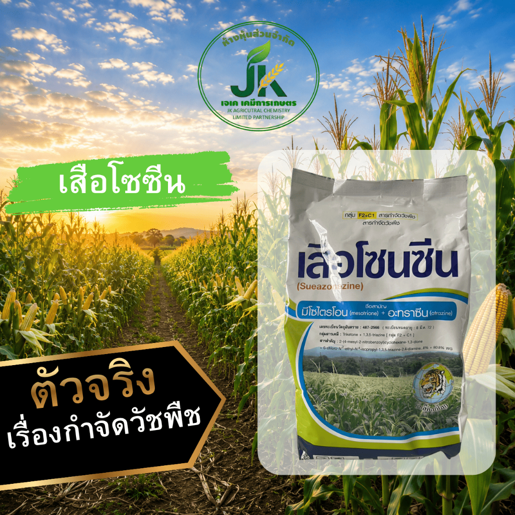 1 กิโลกรัม เสือโซนซีน สารกำจัดวัชพืช ใช้ได้ทั้งอ้อยและข้าวโพด