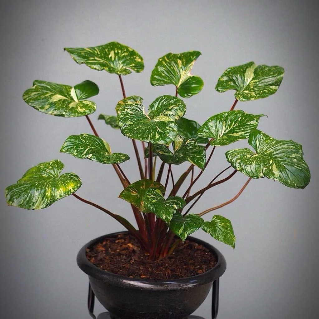 เสน่ห์จันทร์ประกายดาว homalomena Rubescens Variegated 