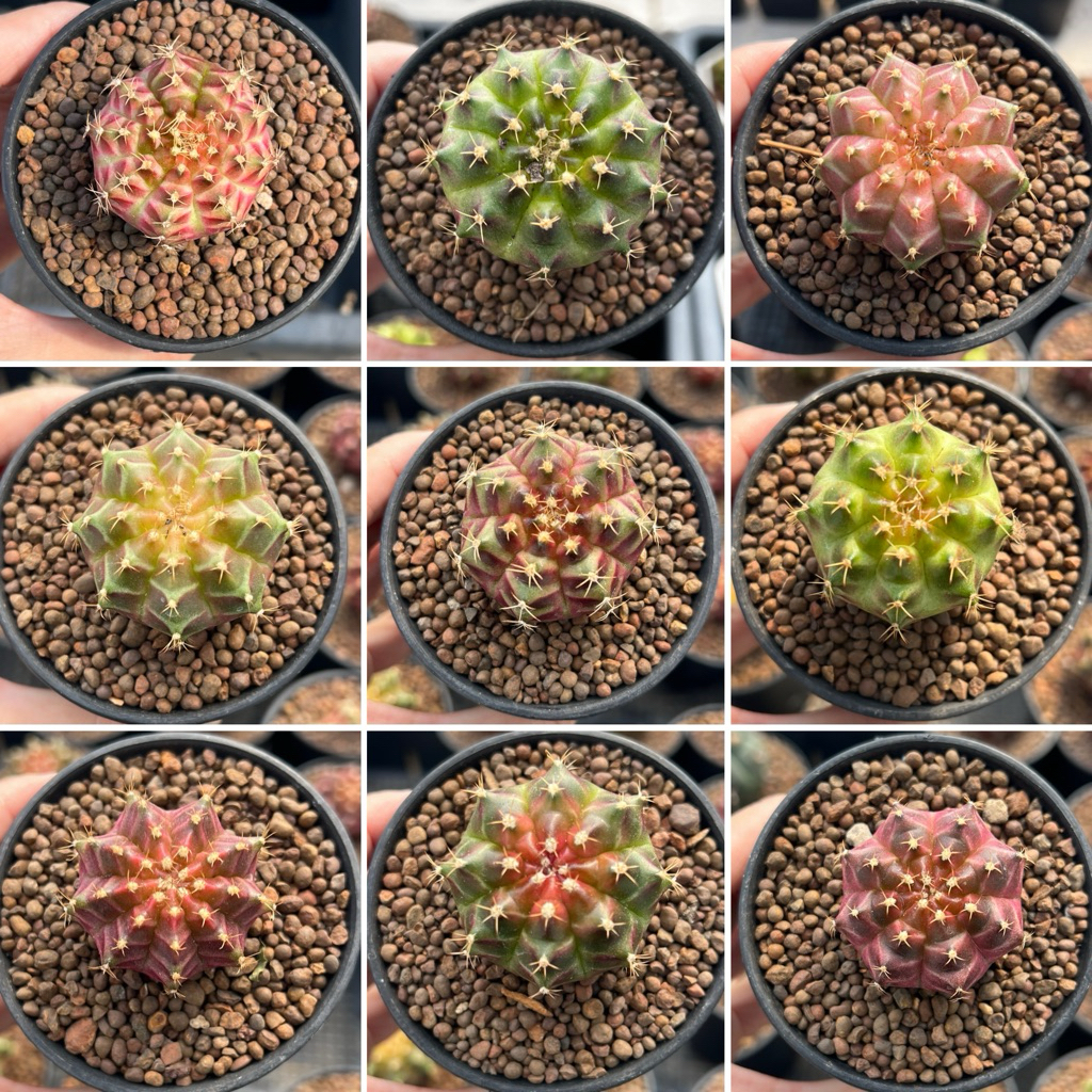 Gymno neon: ยิมโน นีออน ไม้เมล็ด แคคตัส กระบองเพชร