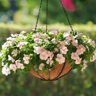 แพงพวย 450 เมล็ด เมล็ดดอกแพงพวย คละสี เก็บสดใหม่ งอกง่าย Periwinkle Bonsai Seeds [ 10 เเถม 1 คละได้ ]