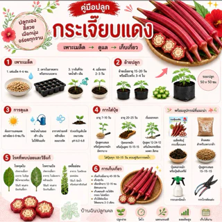 เมล็ดพันธุ์กระเจี๊ยบแดง Red Okra ฝักยาว สีแดงสวย ปลูกง่าย โตไว อัตราการงอกสูง เก็บผลผลิตได้นาน