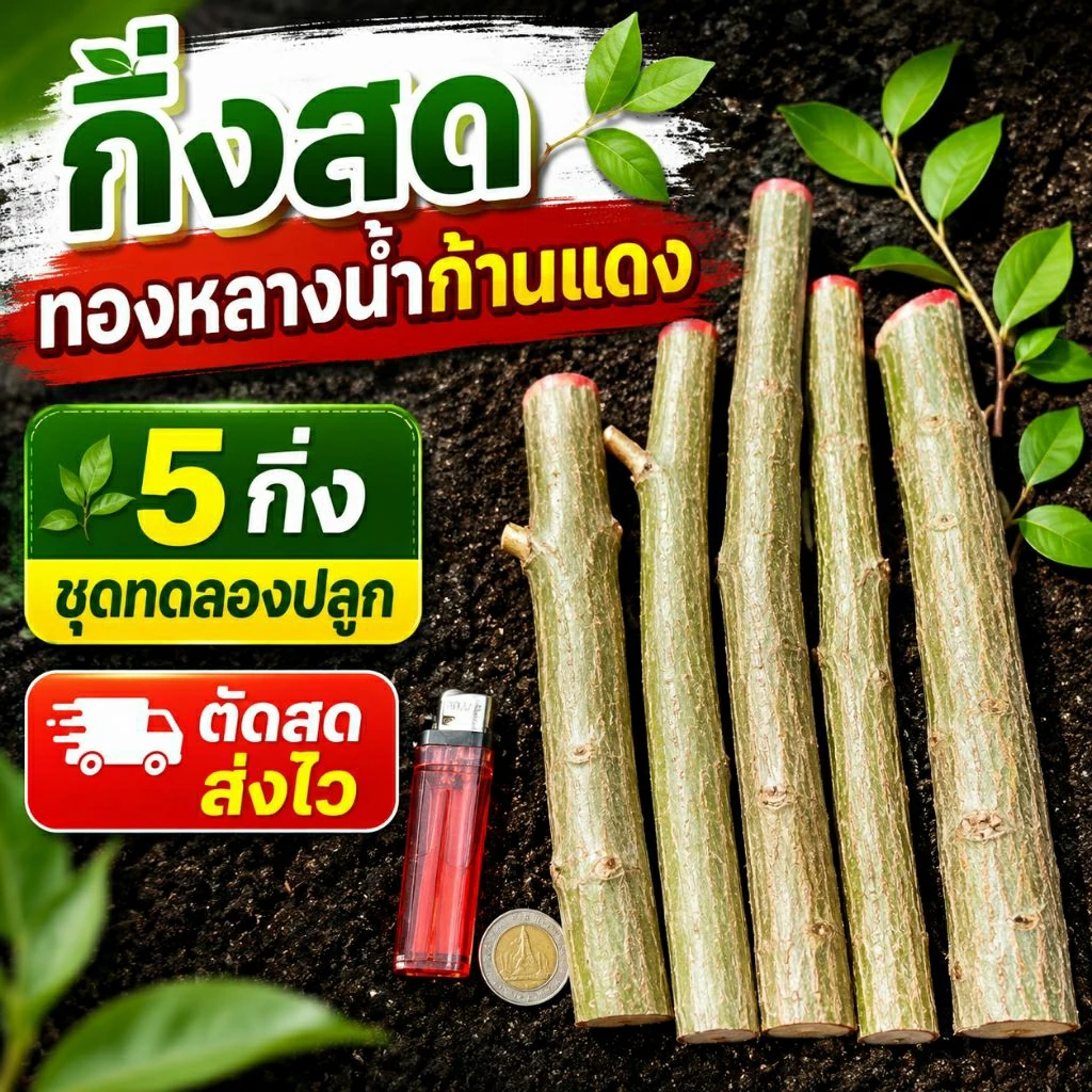 กิ่งสด ทองหลางน้ำก้านแดง 5 กิ่ง พี่เลี้ยงทุเรียน ปลูกปรับสภาพดิน