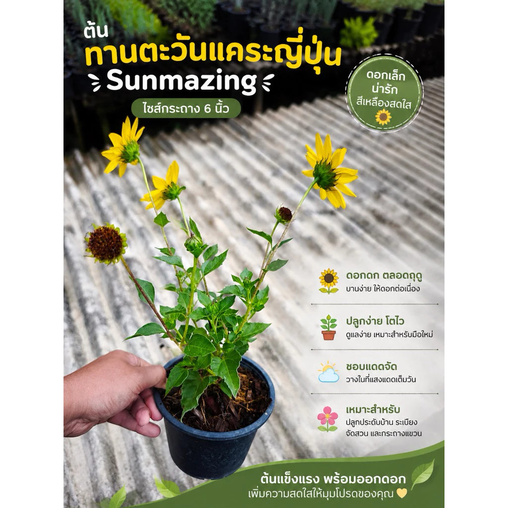 ต้นทานตะวันแคระญี่ปุ่น กระถาง5นิ้ว