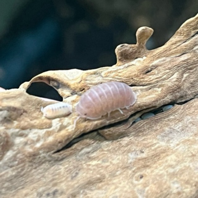 Isopod murina papaya ไอโซพอด ปาปาย่า 🍑