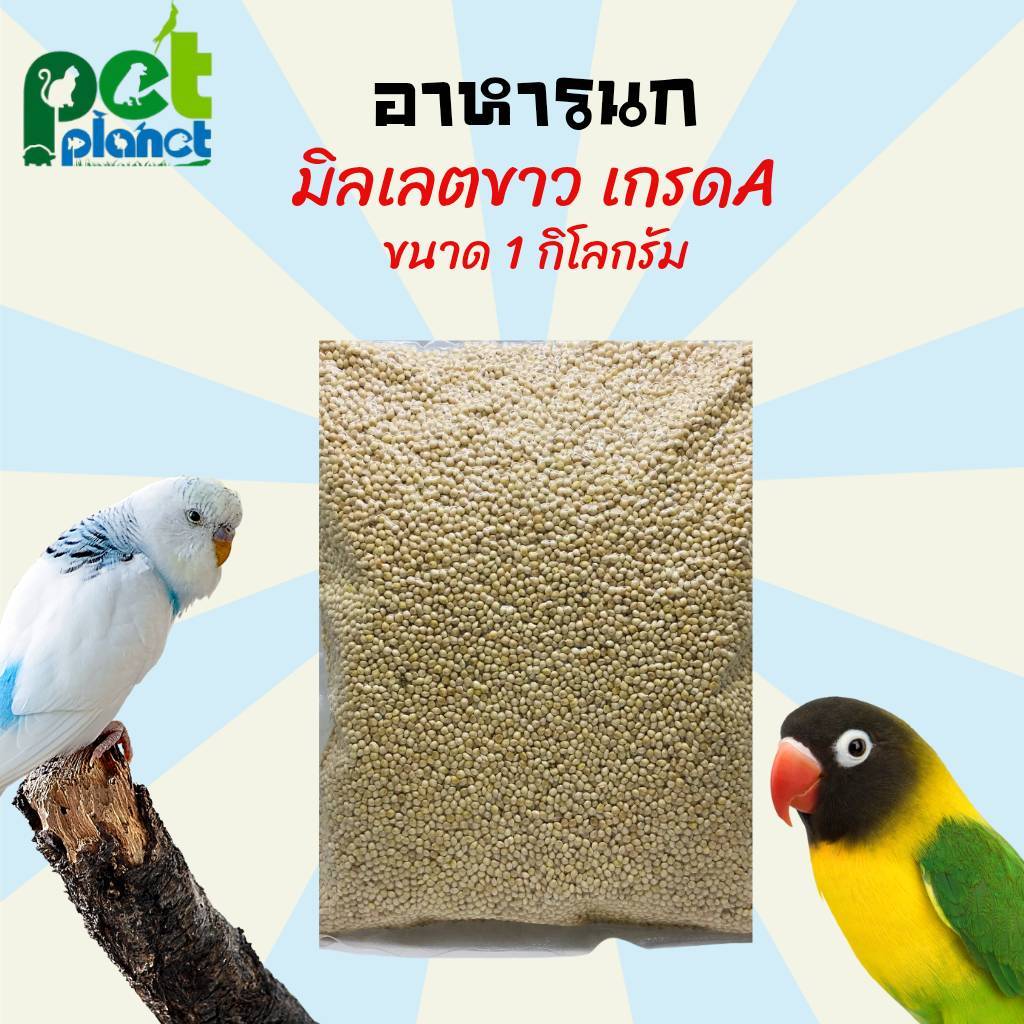 [1kg.] อาหารนก มิลเลตขาว ขนมนก ข้าวนก อาหารนกหงส์หยก มิลเล็ตขาวเกรด A ขนาด 1 กิโลกรัม