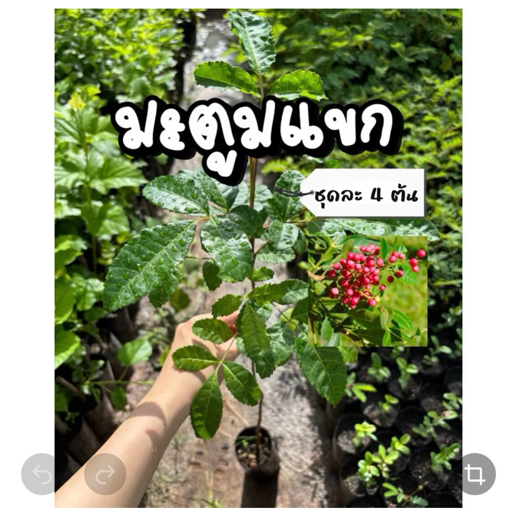 ต้นมะตูมแขก หรือ มะตูมซาอุ ชุด 4 ต้น ปลูกง่าย ทนต่ออากาศร้อน ใช้เป็นผักแกล้ม