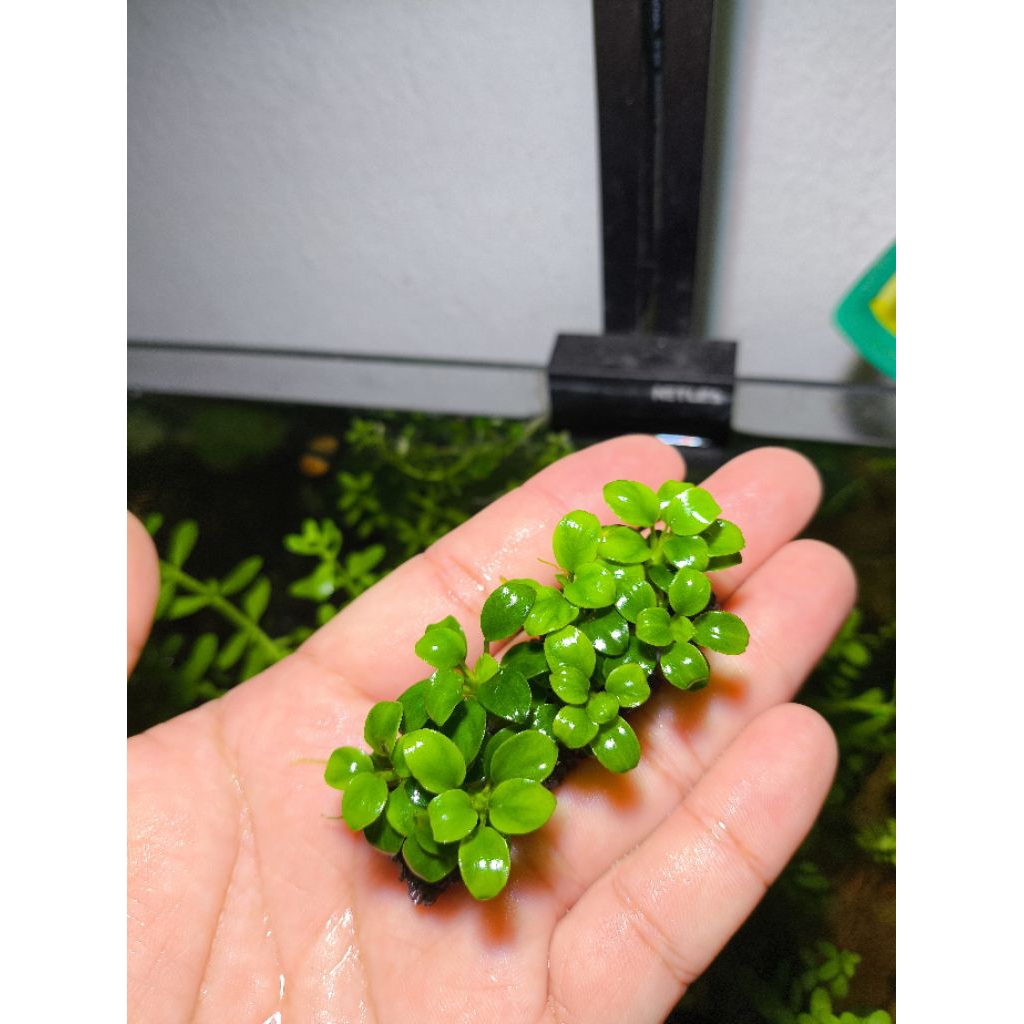อนูเบียส Petite (Anubias Petite) pot/ติดินลาลา/ติดหินเทียม