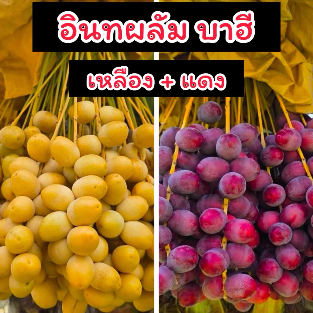 อินทผลัม เซต 1 กิโล ( บาฮีเหลือง 500g+โคไนซี่ 500g)
