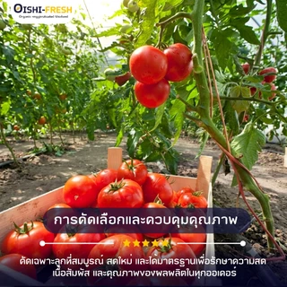 🛒Oishi-Fresh🍅มะเขือเทศเนื้่อ ปลอดสารพิษ 1 กก. รสชาติกรอบ สด ใหม่ ใยอาหารสูง หวานออร์แกนิค เคลมได้ 1-2 วัน