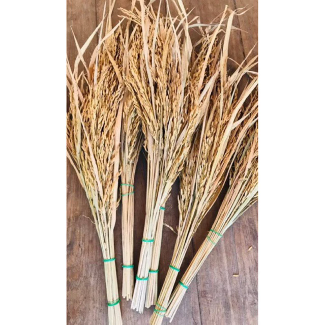 ✅พร้อมส่ง🌾 รวงข้าวแห้งเต็มเมล็ดสำหรับตกแต่ง (เล็ก)