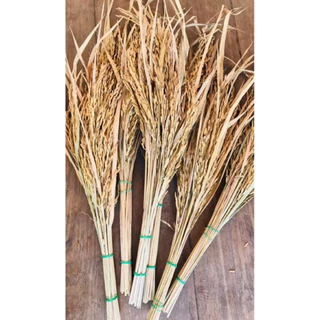 ✅พร้อมส่ง🌾 รวงข้าวแห้งเต็มเมล็ดสำหรับตกแต่ง (เล็ก)