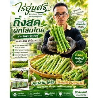 กิ่งละ 3 บาท! โสมไทยกิ่งสด พร้อมปักชำ ชุด 20 กิ่ง 50 บาท (แถมเพิ่มในตัว) จากไร่อุ่นศรี