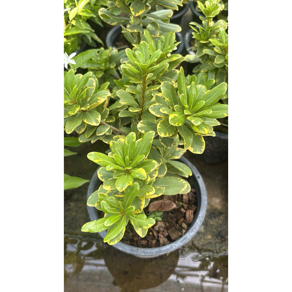 กุหลาบไพรด่างกุหลาบไพรด่าง หรือ Pittosporum tobira Ait เป็นไม้ด่าง เลี้ยงกลางแดด