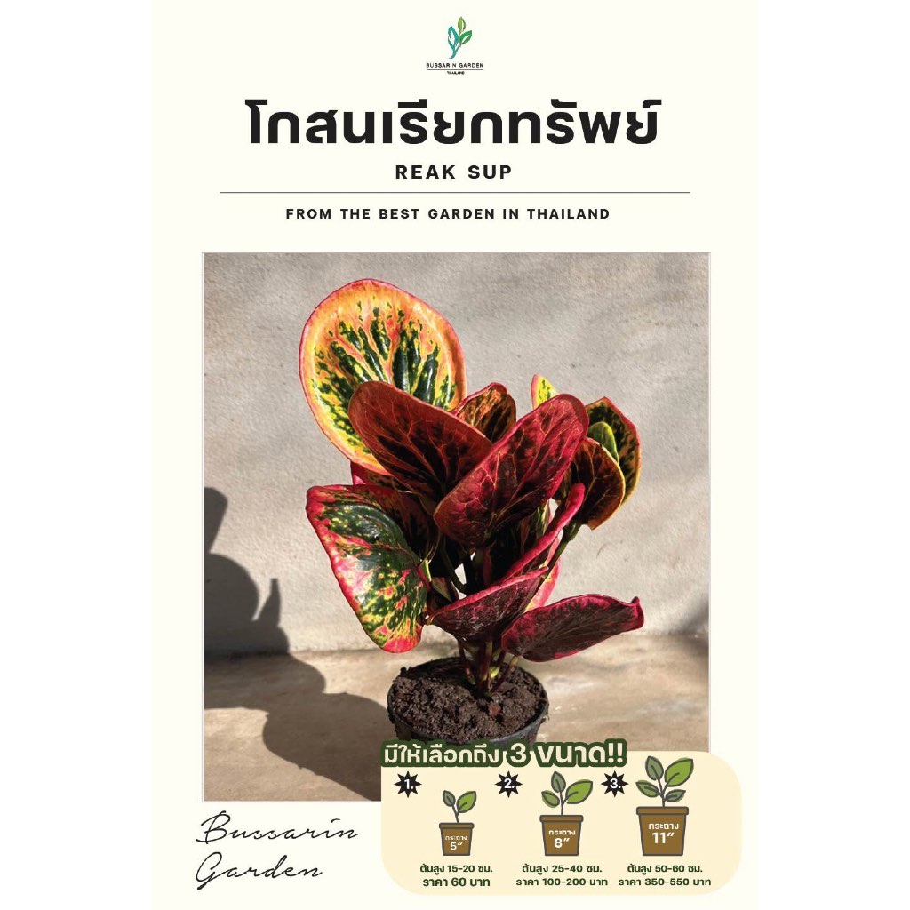 ต้นโกสนพันธุ์ เรียกทรัพย์ ไซส์เล็ก กระถาง 5" สูง 15-20