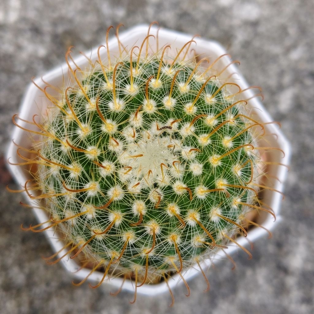 พาโรเดีย หนามตะขอ Parodia Aureispina แคคตัส กระบองเพชร cactus&succulent ราคา35บาทกระถาง2นิ้ว
