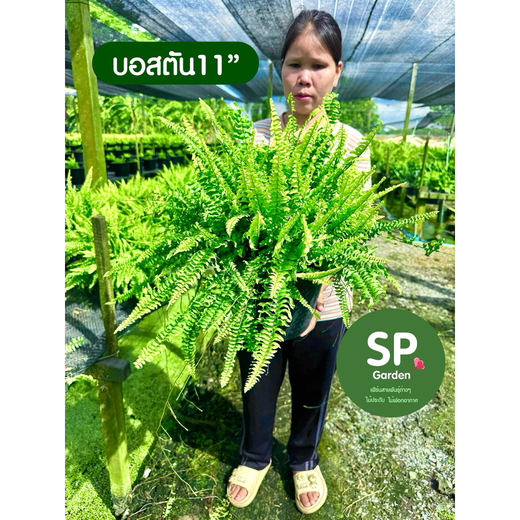 [SP GARDEN] เฟิร์นบอสตัน ขนาดกระถาง 11 นิ้ว