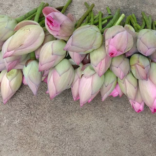 บัวหลวงปทุม 20-100 เม็ด ชมพูยักษ์ ตัดเปลือกงอกไว Pink Pathum Lotus Seeds (Ready to Plant) ดอกใหญ่มาก