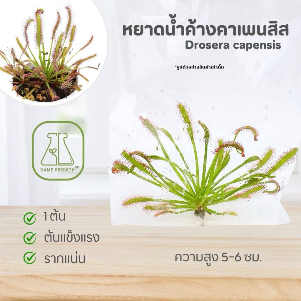 ไม้เนื้อเยื่อ ไม้กินแมลง หยาดน้ำค้างคาเพนสิส :Dosera capensis