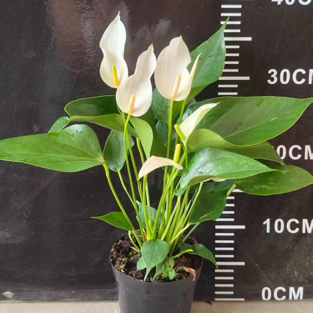 #ดอกหน้าวัว สีขาว งานพรีเมี่ยม (Anthurium) กระถาง 5 นิ้ว สูง 40-50 ซม. ไม้ดอกประดับดอกเรียว