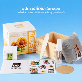 LOFTHOME กระถางต้นไม้ พร้อมเมล็ดพันธุ์ ขนาดเล็ก มะเขือเทศ ทานตะวัน ปลูกได้ภายในบ้าน หรือออฟฟิศ