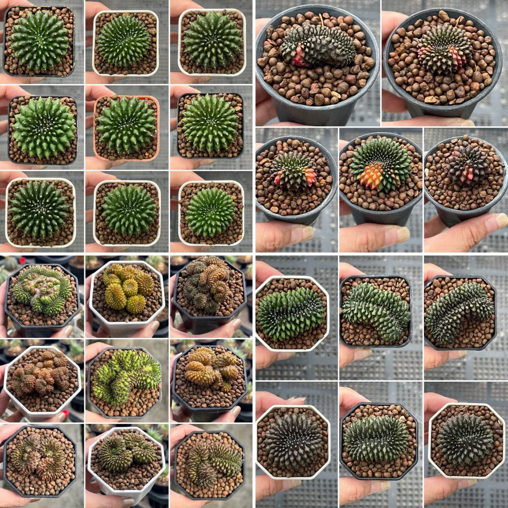 Gymno inermis Cristata ยิมโนไร้หนามคริส ไม้เมล็ด แคคตัส กระบองเพชร