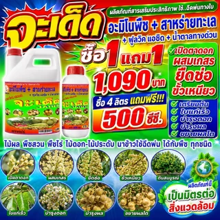 ซื้อ 1 แถม 1 จะเด็ด เปิดตาดอก พืชสมบูรณ์ ก้านช่อยาว ผลอวบ น้ำหนักดี สูตร X4 พลัง ฉีดพ่นทางใบ สำหรับ ลำไย