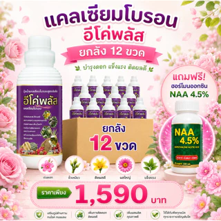 แคลเซียมโบรอน อีโค่พลัส ยกลัง12ขวด (แถมฟรี NAA ฮอร์โมนเร่งดอก 4.5%) | บำรุงดอก เพิ่มติดผล ผลใหญ่ แข็งแรง 12ลิตร