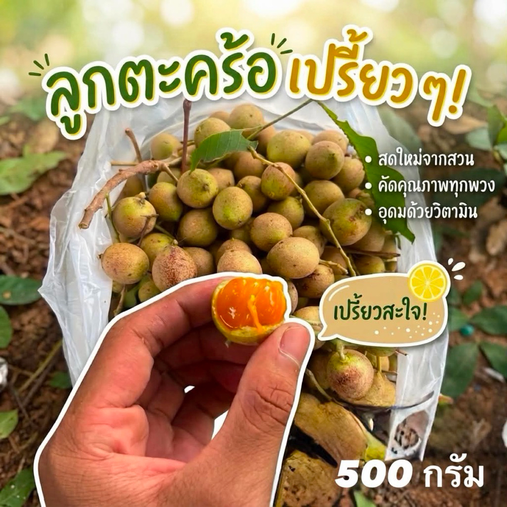 ลูกตะคร้อสุก ครึ่งกิโลกรัม ต้นฤดู