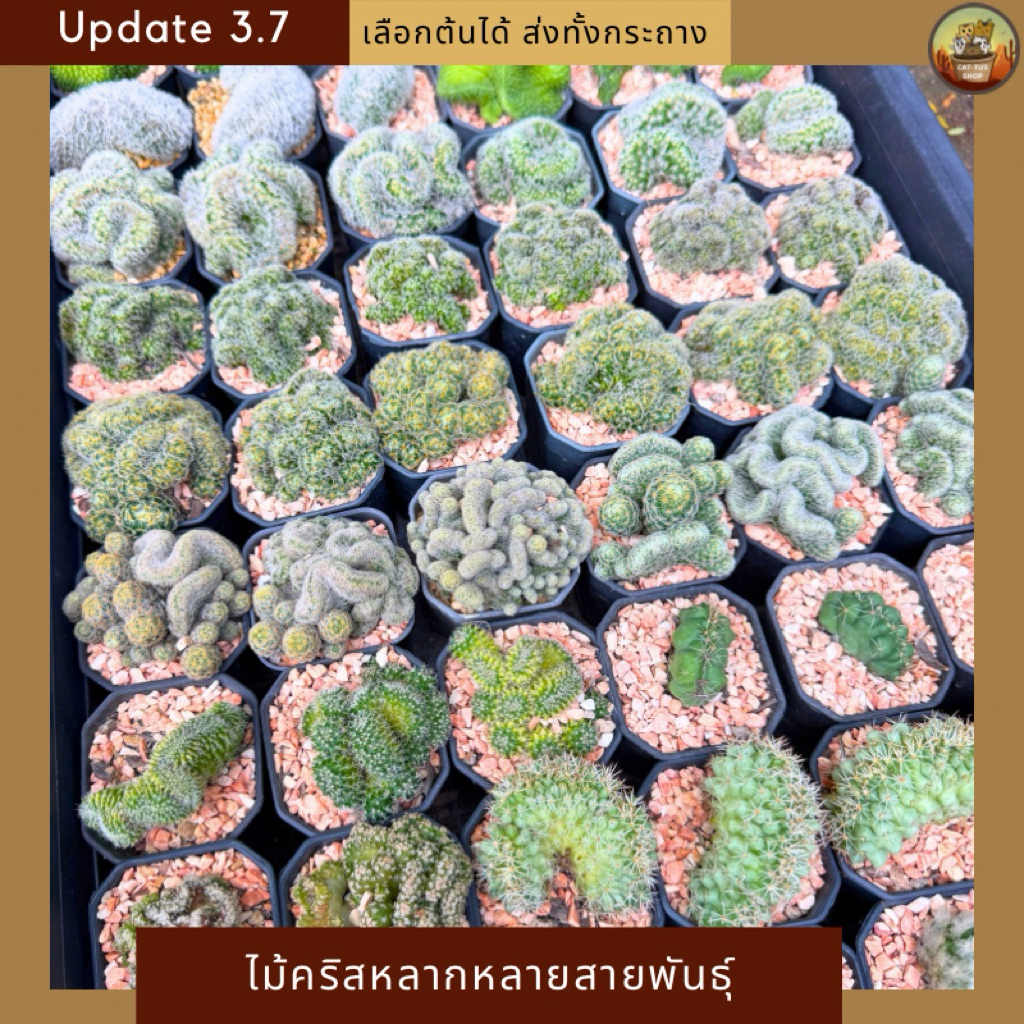 [ Update 3.7] กระบองเพชรฟอร์มคริส หลากหลายสายพันธุ์ เลือกต้นได้ ส่งทั้งกระถาง Cactus&Succulent ราคาเบาๆ Cristata