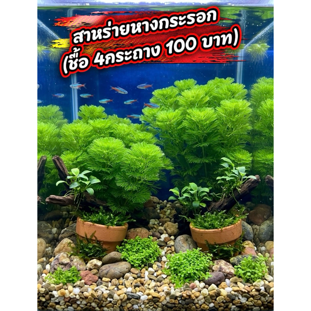 (ส่งด่วนภายใน1วันถึง )สาหร่ายหางกระรอก กระถาง ใส่ตู้ปลาได้ใส่อ่างปลา/ชื้อ 4กระถาง100บาท
