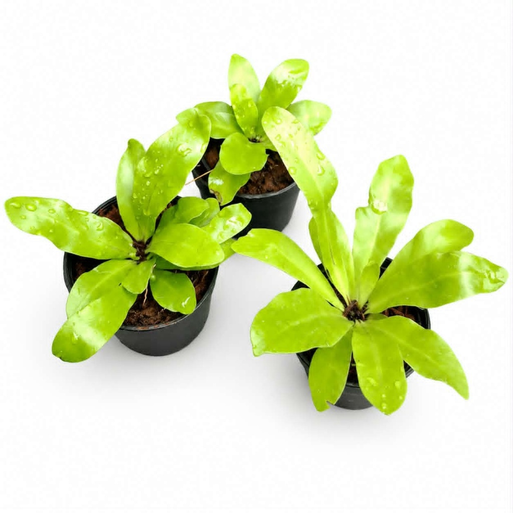 เฟิร์นข้าหลวง เฟิร์นรังนก เฟิร์นข้าหลวงหลังลาย Bird's nest fern ต้นไม้ ขนาดกระถาง 3 นิ้ว