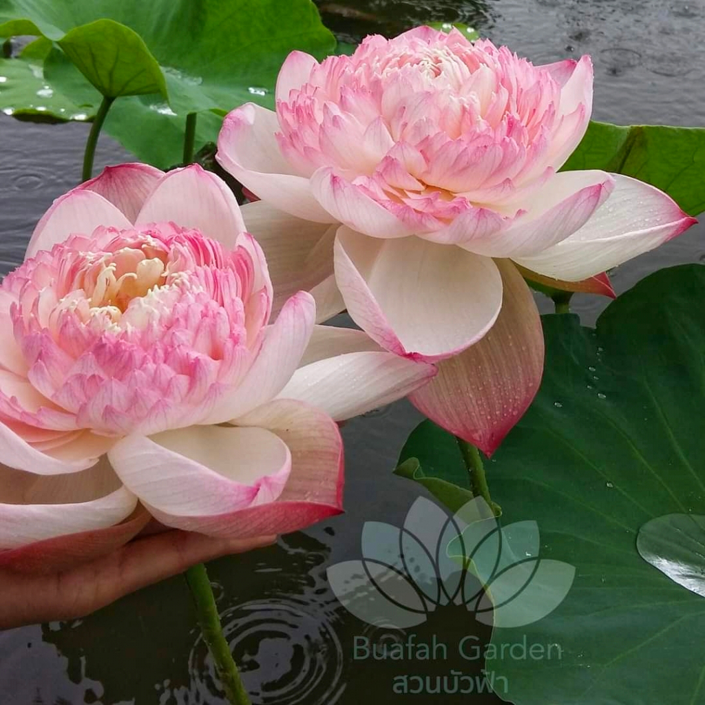 บัวหลวงนำเข้า "Super Lotus" สีขาวครีมอมชมพูระเรื่อ ฟูแน่นนุ่ม ดอกใหญ่ดอกดก และหอมมาก
