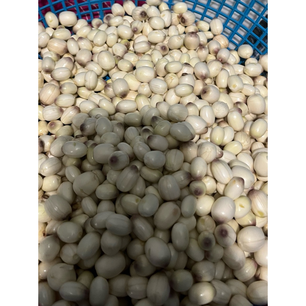 เม็ดบัวอ่อนหวานแบบปลอกเปลือก 1 กิโลกรัม190บาท