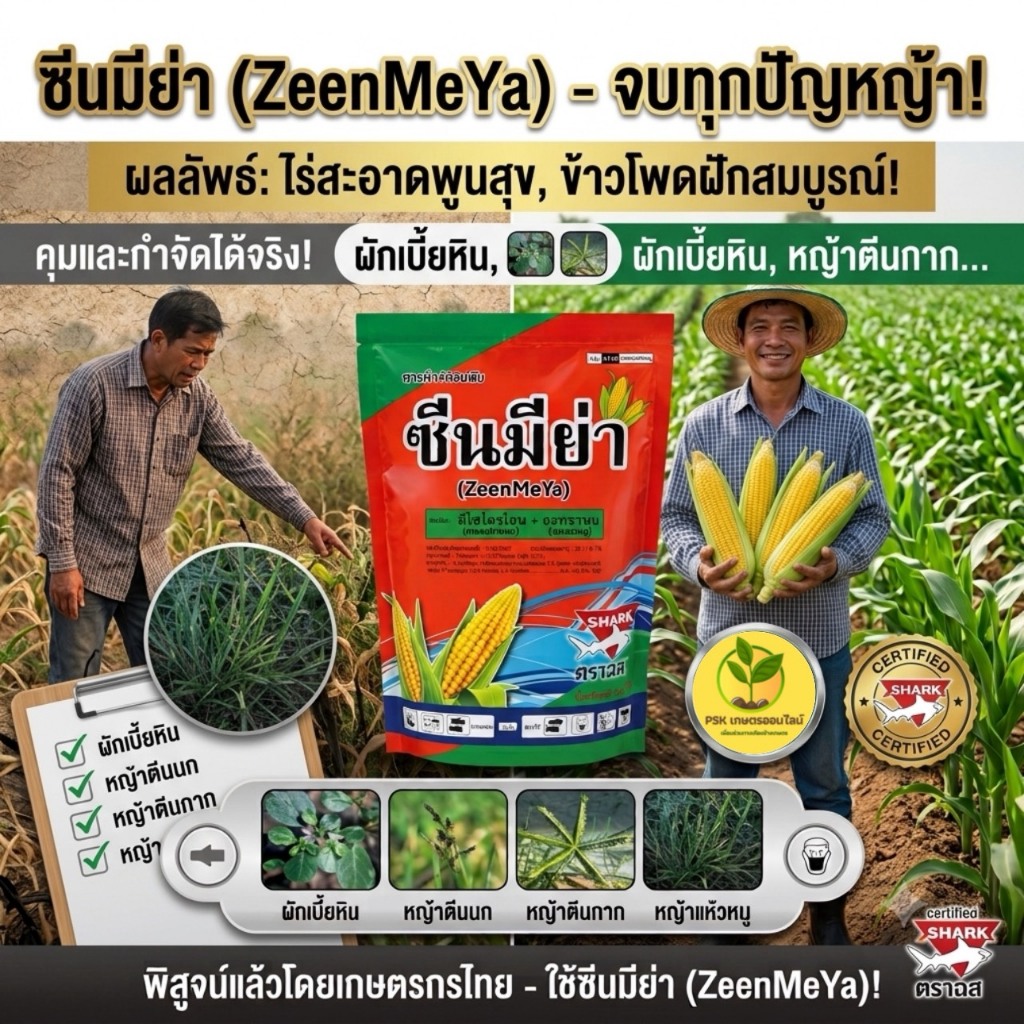 ใหม่!! ซีนมีย่า ตราฉลาม (มีไซไตรโอน + อะทราซีน) คุมและฆ่าหญ้าในอ้อยและข้าวโพด สูตรเม็ดแรง 3 เท่า ชนิดเกล็ด 1 กิโลกรัม