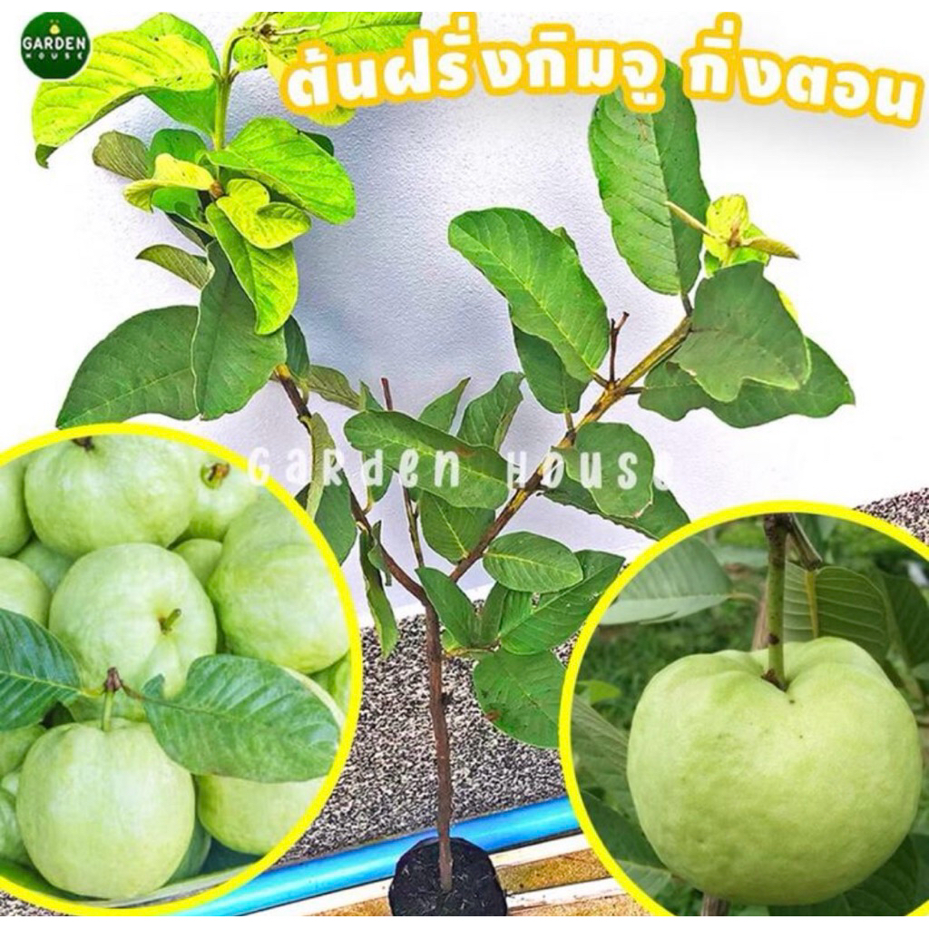 ต้นฝรั่งกิมจู กิ่งตอน ปลูกง่ายโตเร็ว
